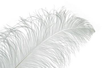 Little white feather