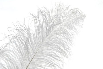 White Feather Structure