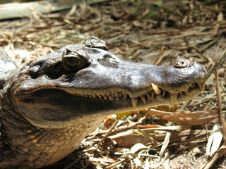 Kaiman, Krokodil,  Amazonas - Brasil