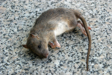 Tote Ratte