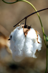 Le coton
