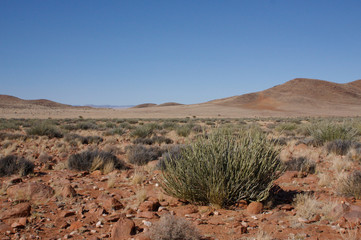 Steine und Trockengräser in der Namib-Wüste