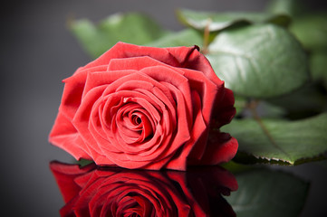 Red rose flower on reflective background