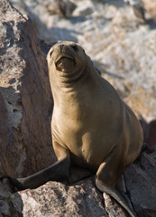 Obraz premium Wildlife on Islas Ballestas in Peru, Paracas Natural Park