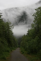 mist in the woods