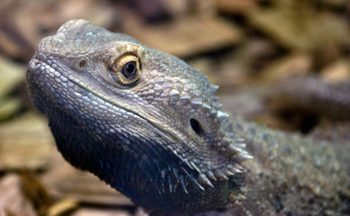 Bearded Lizard