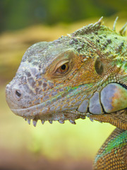 Iguana Head