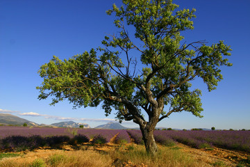 Provence