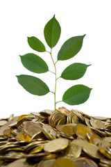 Coins and plant, isolated on white background