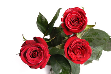 Three purple roses isolated on white background