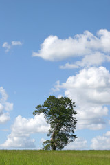 Fototapeta na wymiar Oak Tree in Summer