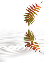 Leaf Ripples