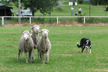 Working dog
