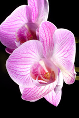 Gorgeous pnk Phalaenopsis orchid flower on black