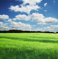 Green field and white clouds