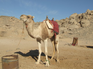 Arabian camel is in Sahara