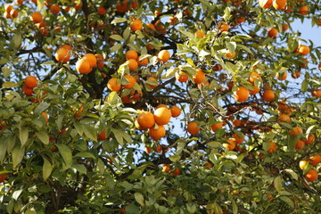 oranges