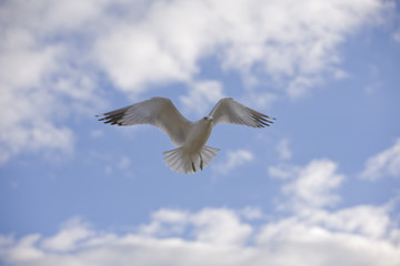 Hovering Gull.jpg