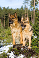 two sheep-gog in the forest