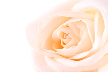Delicate high key beige rose macro on white background