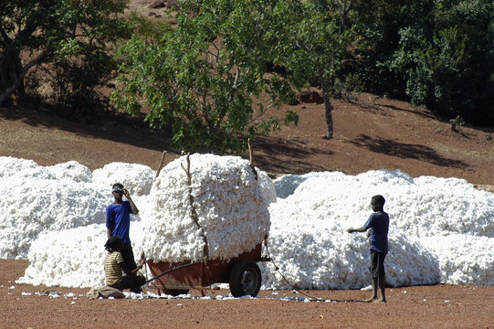 La r&eacute;colte du coton