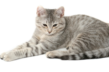 Sight of a small grey kitten