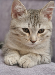 Sight of a small grey kitten