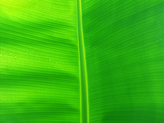 feuille verte de bananier