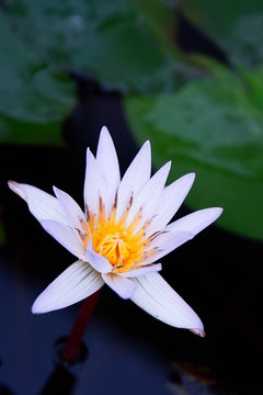 fleur de nenuphar