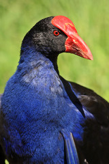Purple Swamp Hen (Porphyrio Porphyrio)