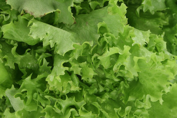 Fototapeta premium lettuce