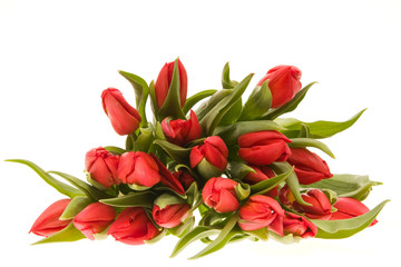 red tulips