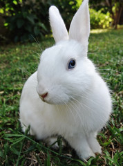 White rabbit with blue eyes in the green grass, 