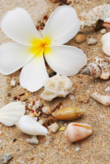 Shells in the beach sand