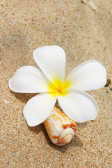 Shell & flower on a beach sand