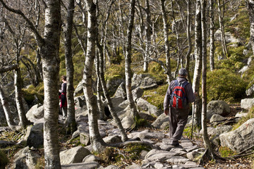 Man with backpack walking in the forest