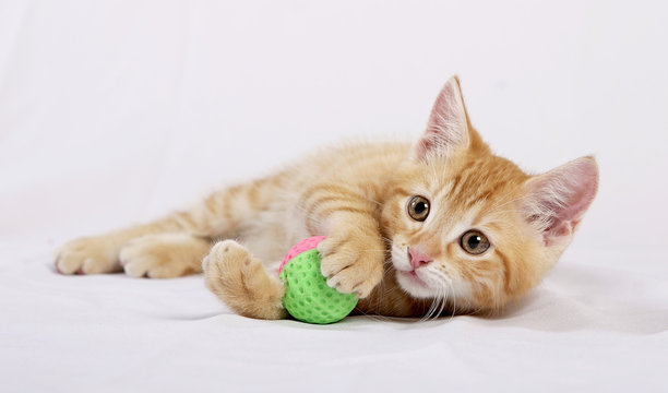 Babykatze mit ball
