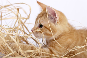 Babykatze im Gestr&uuml;pp