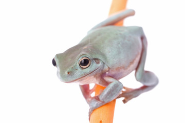 frog macro - a tree frog ( litoria caerulea ) isolated on white