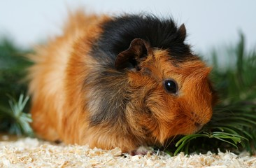 Guinea pig, abyssinian