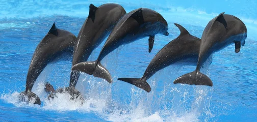 Vlies Fototapete Delfin Delfin