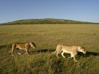 Fototapeta na wymiar african lions