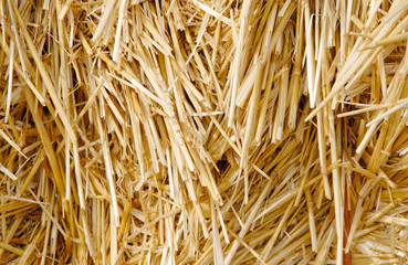 Hay in Detail