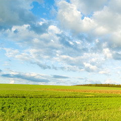 Green field and blue sky