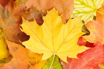 Autumn Leaves