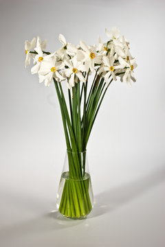 bouquet of white narcissus on the vase