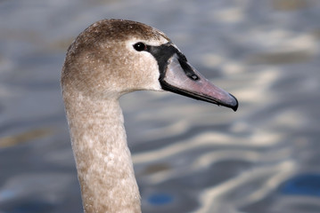 Very sharp swan portrait. Some drops of water on his head.