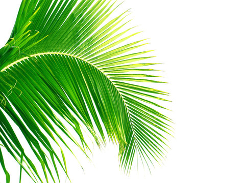 Fototapeta cambrure de palme