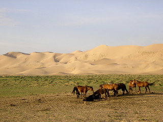Troupeau de chevaux en Mongolie