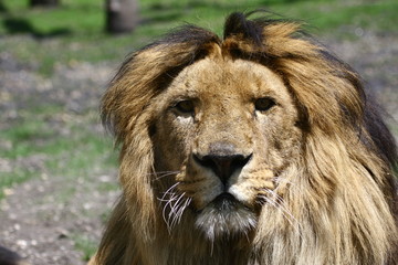 regard de lion